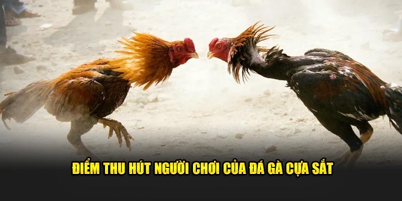 Điểm thu hút người chơi của đá gà cựa sắt