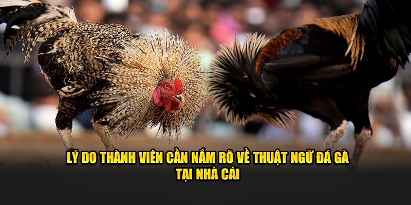 Lý do thành viên cần nắm rõ về thuật ngữ đá gà Lý do thành viên cần nắm rõ về thuật ngữ đá gà