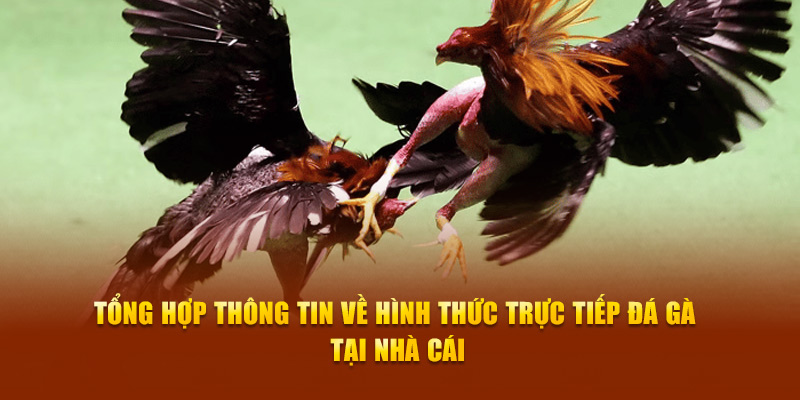 Tổng hợp thông tin về hình thức trực tiếp đá gà tại nhà cái Tổng hợp thông tin về hình thức trực tiếp đá gà tại nhà cái