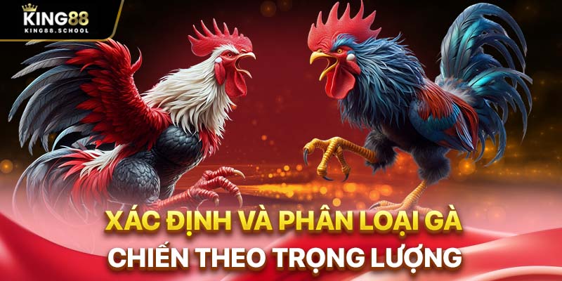 Đá Gà Casino King88 – Sảnh Đá Gà Đẳng Cấp Quốc Tế 2 Xác định và phân loại gà chiến theo trọng lượng